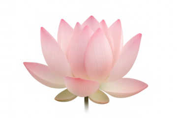 Pink lotus blossom floating, symbolizing spiritual growth and tranquility against clean transparent backdrop
