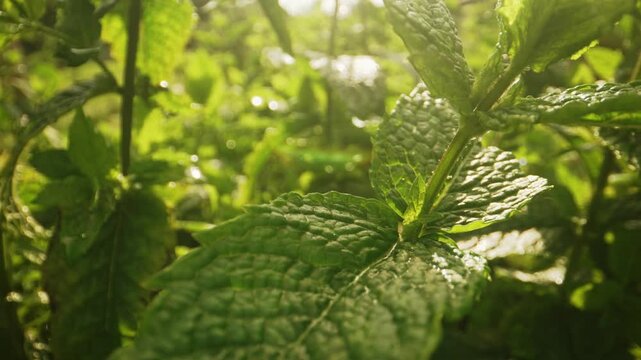 Macro motion through peppermint leaves.