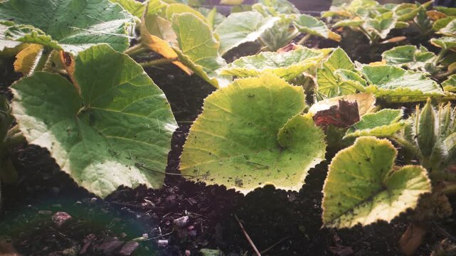 Young zucchini leaves in early growth stage.