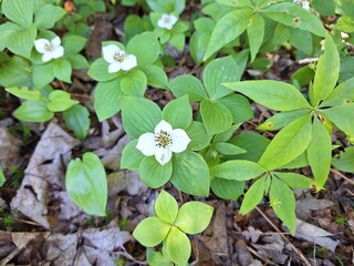 Canadian dwarf cornel or quatre-temps (Cornus canadensis)