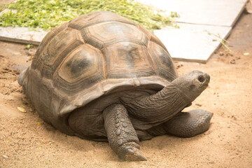 Close-Up Majesty: Portrait of a Turtle