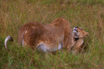 Playful interaction between mom lion and her cub photographed on an African Safari