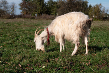 Obraz premium A goat is grazing in a field on a leash. Livestock farming.