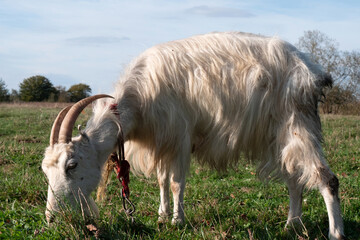Obraz premium A goat is grazing in a field on a leash. Livestock farming.