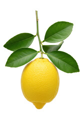 A single, perfectly ripe, bright yellow lemon with textured peel, naturally on a woody branch with glossy green leaves, isolated against a seamless transparent studio background with shadowless
