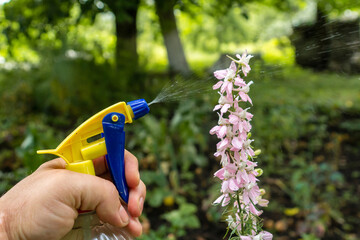 A person holds a spray bottle, misting delicate pink flowers in a vibrant garden. The lush greenery...