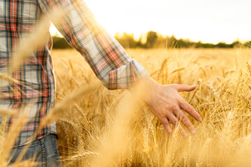 Hand in wheat field. Harvest and gold food agriculture concept.
