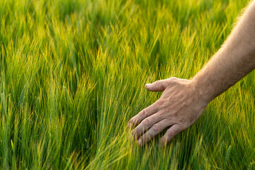 Barley sprouts in a farmer's hand.Farmer Walking Through Field Checking barley Crop