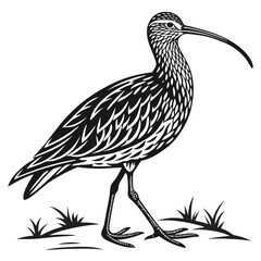 Obraz premium A curlew bird standing in grass, black and white illustration