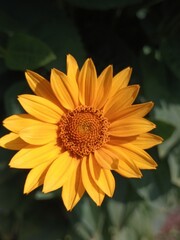 Yellow flower in the sunlight