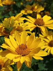 Yellow flower in the sunlight