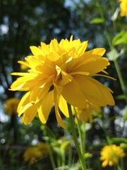 Yellow flower in the sunlight
