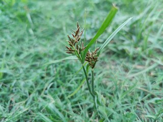 Cyperus rotundus, Nutsedge, Nut grass or the Red Sedge