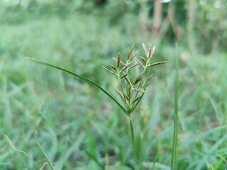 Cyperus rotundus, Nutsedge, Nut grass or the Red Sedge