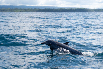 Obraz premium Spotted dolphins in the Corcovado waters