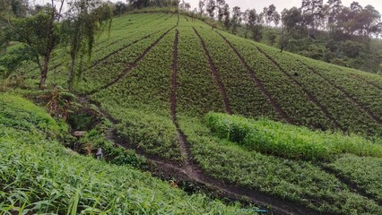 rows of vines