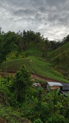 rice terraces in bali