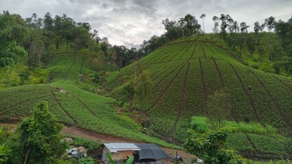 rice terraces bali