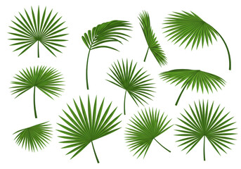 Collection of various green palm fronds and leaves in different shapes and sizes isolated on transparent background
