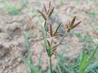 Cyperus rotundus, Nutsedge, Nut grass or the Red Sedge