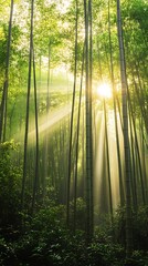 Sun rays illuminate the tall bamboo forest creating a serene and picturesque natural scene