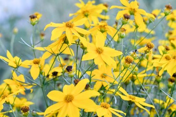 Coreopsis is a genus of flowering plants in the family Asteraceae. Common names include calliopsis and tickseed, a name shared with various other plants. The common names are whorled tickseed, whorled