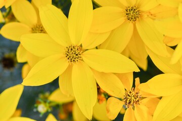Coreopsis verticillata is a North American species of tickseed in the sunflower family. The common names are whorled tickseed, whorled coreopsis, thread-leaved tickseed, thread leaf coreopsis, and pot