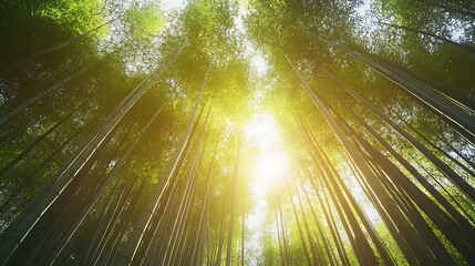 Sunlight shines brilliantly through the tall green bamboo grove, creating a serene and bright natural scene