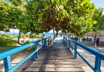 Pathway Under Lush Tree Leading to Serene Beach View