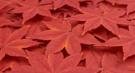 Red Leaves Covering Surface Full Frame Autumn Concept