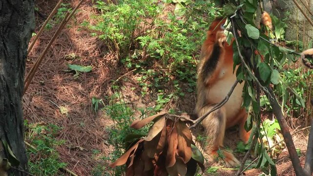 a golden snub-nosed monkey eat the green leaves in sunny day
