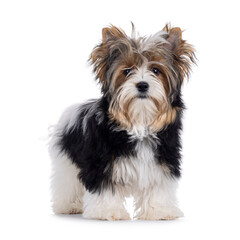 Adorable Biewer Yorkshire Terrier dog, standing up facing front. Looking straight to camera. Isolated on a white background.
