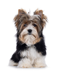 Adorable Biewer Yorkshire Terrier dog, sitting up facing front. Eyes not showing because of fur. Isolated on a white background.