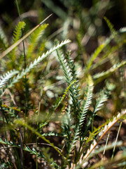 Close-up of spiky native green foliage in sunlit bushland