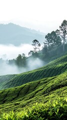 Verdant tea plantation covers the misty hillside in sunlight, showing meticulous cultivation on the slopes