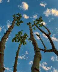 Fototapeta premium Looking Up at the Sky