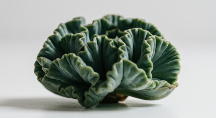 Fresh Green Lettuce Head with Ruffled Leaves on White Surface