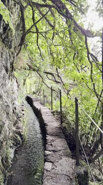 A fairytale trail hidden under dense greenery along a levada in the forest on Levada do Caldeirao Verde PR9 hike, Madeira Island, Portugal
