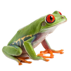A vibrant red-eyed tree frog sits on a black background. The frog has bright green skin, orange feet, and striking red eyes, showcasing its unique features.