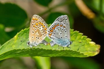 Two mating common blue butterflies (Polyommatus icarus) sitting on a leaf
