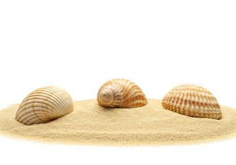 Seashells on Sand Isolated