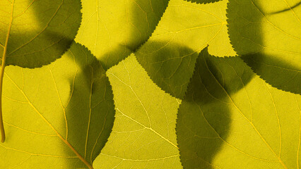 macro photo fo a leaves