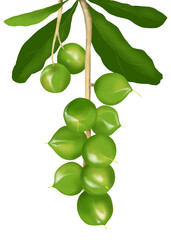 Illustration of macadamia tree with nuts and leaves