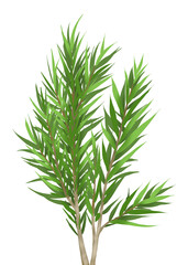 Illustration of melaleuca tea tree on white background 