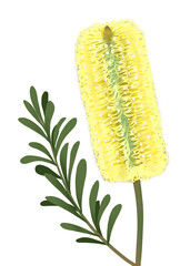 Illustration of banksia flower with leaves on white background 