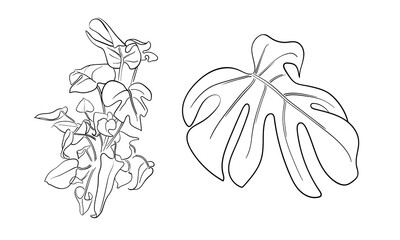 Monstera sprigs set, continious line drawing. Exotic monstera set branches outline. Vector illustration