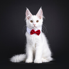 Majestic solid white Maine Coon cat kitten, siting up facing front wearing white colar and red bow tie. Looking straight to camera. isolated on a black background.