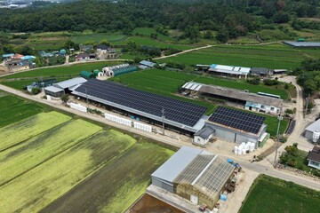 Solar Panels Installed on Hanwoo Cattle Farm Roof in Rural Korea - 한우 축사 지붕 위에...