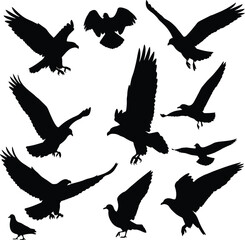 Obraz premium Vector art of silhouettes of eagles and other birds in flight isolated on white background