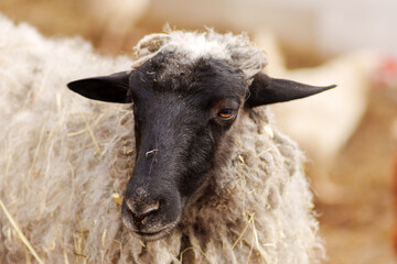 A sheep stands in a barn, basking in warmth and tranquility. Its soft wool glistens under the light as it gazes calmly
